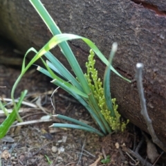 Lomandra filiformis (Wattle Mat-rush) at Hughes, ACT - 17 Sep 2020 by JackyF