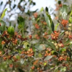 Dodonaea viscosa (Hop Bush) at Red Hill to Yarralumla Creek - 17 Sep 2020 by JackyF