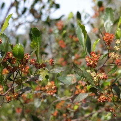 Dodonaea viscosa (Hop Bush) at Hughes Grassy Woodland - 17 Sep 2020 by JackyF