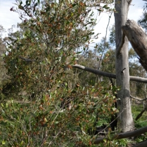 Dodonaea viscosa at Hughes, ACT - 17 Sep 2020