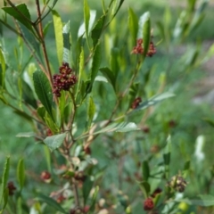 Dodonaea viscosa at Hughes, ACT - 17 Sep 2020