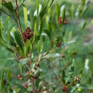 Dodonaea viscosa at Hughes, ACT - 17 Sep 2020