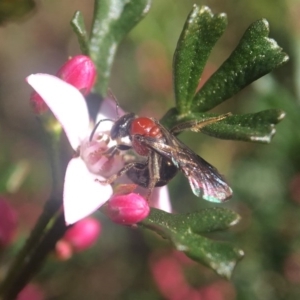 Lasioglossum (Callalictus) callomelittinum at Acton, ACT - 17 Sep 2020 01:44 PM