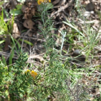 Chrysocephalum semipapposum (Clustered Everlasting) at Hughes Grassy Woodland - 17 Sep 2020 by JackyF