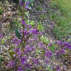 Hardenbergia violacea (False Sarsaparilla) at Hughes Grassy Woodland - 17 Sep 2020 by JackyF