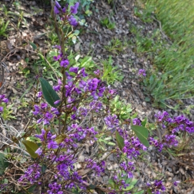 Hardenbergia violacea (False Sarsaparilla) at Deakin, ACT - 17 Sep 2020 by JackyF
