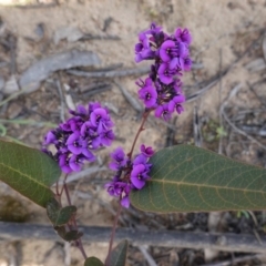 Hardenbergia violacea at Deakin, ACT - 17 Sep 2020