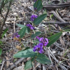 Hardenbergia violacea at Deakin, ACT - 17 Sep 2020