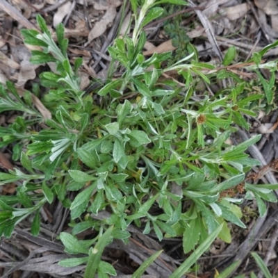 Euchiton involucratus (Star Cudweed) at Hughes Grassy Woodland - 17 Sep 2020 by JackyF