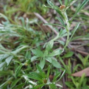 Euchiton involucratus at Deakin, ACT - 17 Sep 2020