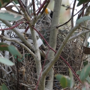 Manorina melanocephala at Deakin, ACT - 17 Sep 2020