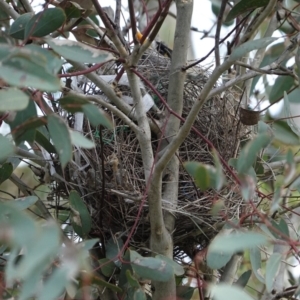 Manorina melanocephala at Deakin, ACT - 17 Sep 2020