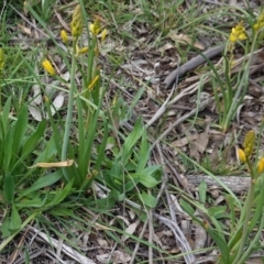 Bulbine bulbosa (Golden Lily) at Hughes, ACT - 17 Sep 2020 by JackyF