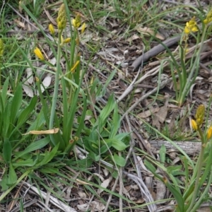 Bulbine bulbosa at Hughes, ACT - 17 Sep 2020