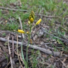 Bulbine bulbosa at Hughes, ACT - 17 Sep 2020 04:28 PM