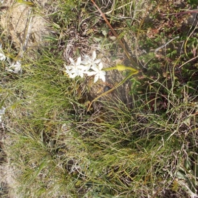 Wurmbea dioica subsp. dioica (Early Nancy) at Kowen, ACT - 17 Sep 2020 by jamesjonklaas