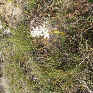 Wurmbea dioica subsp. dioica at Kowen, ACT - 17 Sep 2020