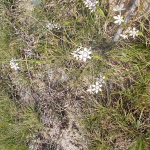 Wurmbea dioica subsp. dioica at Kowen, ACT - 17 Sep 2020