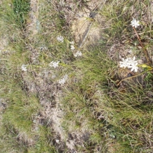 Wurmbea dioica subsp. dioica at Kowen, ACT - 17 Sep 2020