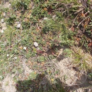 Parentucellia latifolia at Kowen, ACT - 17 Sep 2020