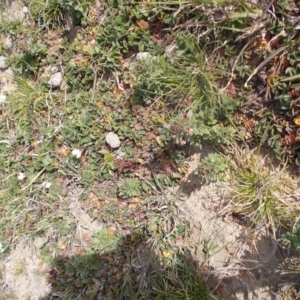 Parentucellia latifolia at Kowen, ACT - 17 Sep 2020