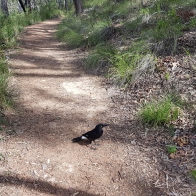 Strepera graculina (Pied Currawong) at Black Mountain - 17 Sep 2020 by ClubFED