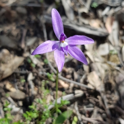 Glossodia major (Wax Lip Orchid) at Black Mountain - 17 Sep 2020 by ClubFED