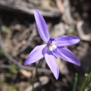 Glossodia major at Downer, ACT - suppressed