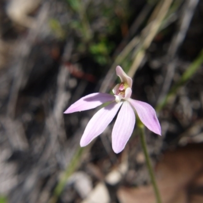 Caladenia fuscata (Dusky Fingers) at Black Mountain - 17 Sep 2020 by ClubFED