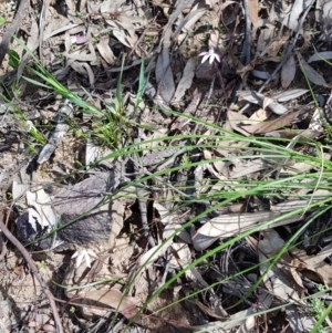 Caladenia fuscata at Downer, ACT - suppressed