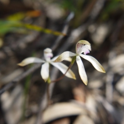 Caladenia ustulata (Brown Caps) at Black Mountain - 17 Sep 2020 by ClubFED