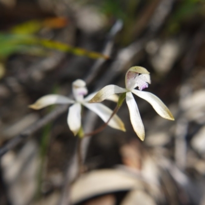 Caladenia ustulata (Brown Caps) at Downer, ACT - 17 Sep 2020 by ClubFED