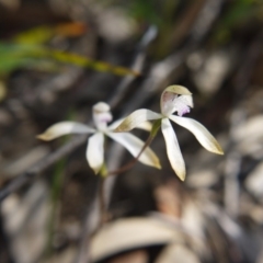 Caladenia ustulata (Brown Caps) at Downer, ACT - 17 Sep 2020 by ClubFED