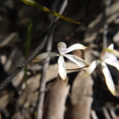 Caladenia ustulata at Downer, ACT - 17 Sep 2020