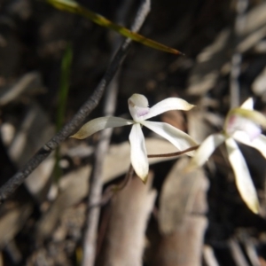 Caladenia ustulata at Downer, ACT - 17 Sep 2020