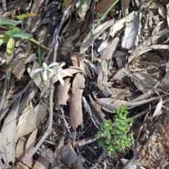 Caladenia ustulata at Downer, ACT - 17 Sep 2020