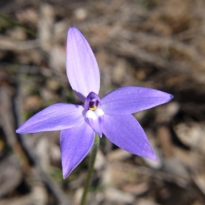 Glossodia major at Downer, ACT - suppressed