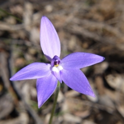 Glossodia major (Wax Lip Orchid) at Black Mountain - 17 Sep 2020 by ClubFED