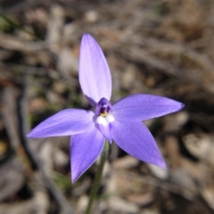 Glossodia major at Downer, ACT - suppressed