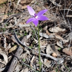 Glossodia major at Downer, ACT - 17 Sep 2020