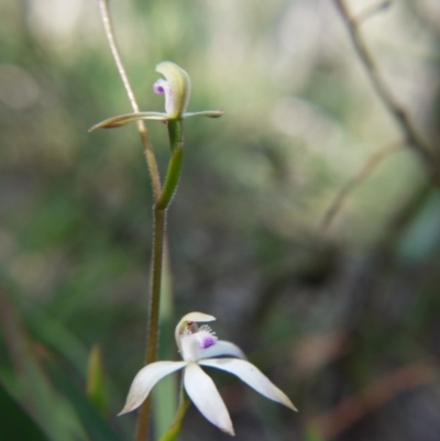 Caladenia ustulata (Brown Caps) at Downer, ACT - 17 Sep 2020 by ClubFED