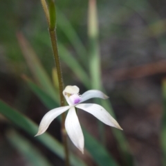 Caladenia ustulata at Downer, ACT - suppressed