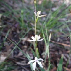 Caladenia ustulata at Downer, ACT - suppressed