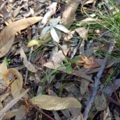 Miridae (family) at Downer, ACT - 17 Sep 2020