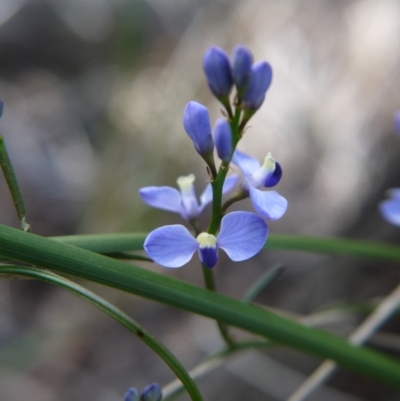 Comesperma volubile (Love Creeper) at Black Mountain - 17 Sep 2020 by ClubFED