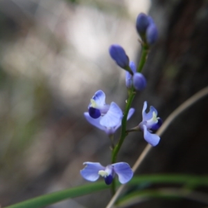 Comesperma volubile at Downer, ACT - 17 Sep 2020 02:09 PM