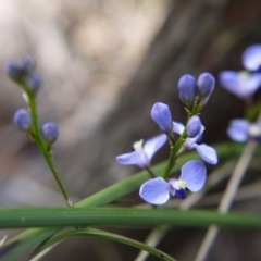 Comesperma volubile at Downer, ACT - 17 Sep 2020 02:09 PM