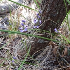 Comesperma volubile at Downer, ACT - 17 Sep 2020 02:09 PM