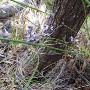 Comesperma volubile at Downer, ACT - 17 Sep 2020 02:09 PM