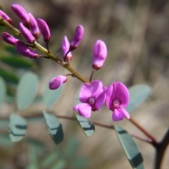 Indigofera australis subsp. australis (Australian Indigo) at Acton, ACT - 17 Sep 2020 by ClubFED